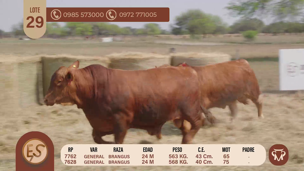Lote TOROS BRANGUS 24 MESES
