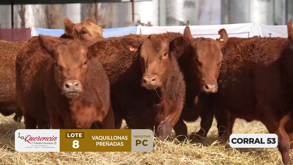 Lote VAQUILLONAS PC PREÑADAS PARICIÓN PRIMAVERA 2026