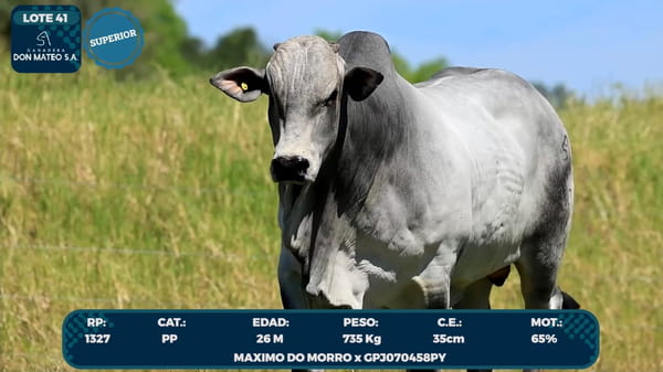 Lote LOTE 41
