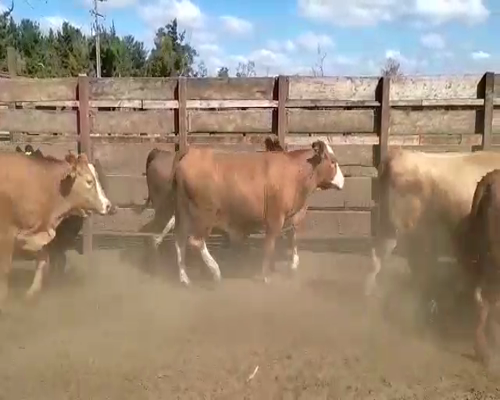 Lote 30 Vaquilla Gorda en Los Ángeles, VIII Región Biobío