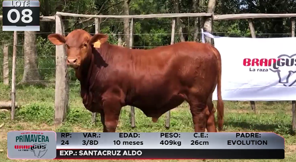 Lote LOTE 8