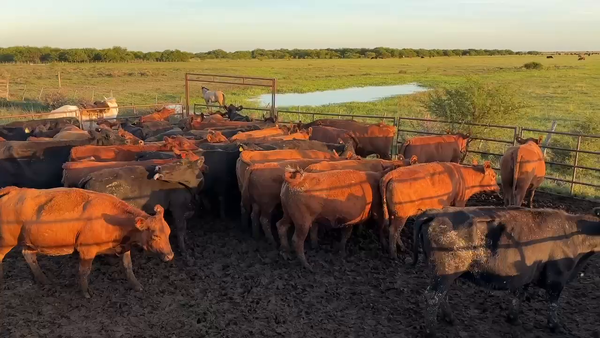 Lote 39 VACAS NUEVAS Y VAQ C/ gtia de preñez