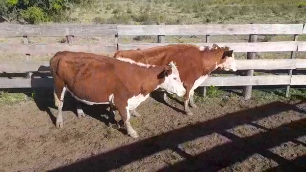 Lote (Vendido)2 Industria 490kg -  en PASO HOSPITAL