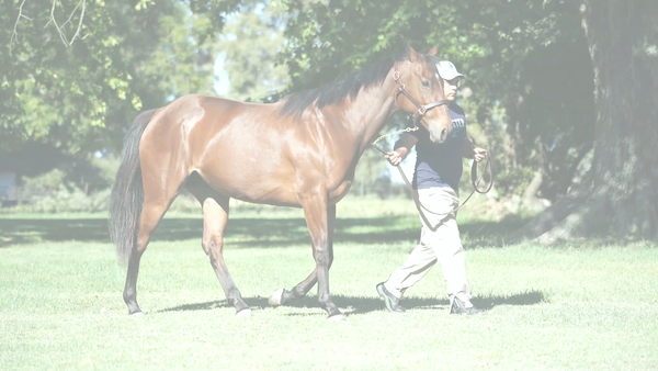 Lote CENTINELA MAX (DANIEL BOONE -  CIRCOSTANZA) RETIRADA DEL TRAINING