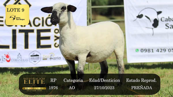 Lote LOTE 9