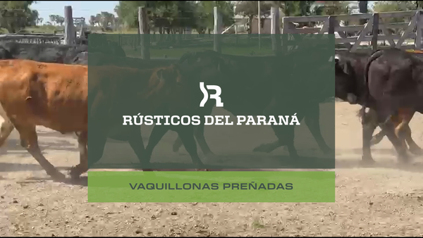 Lote VAQUILLONAS PREÑADAS