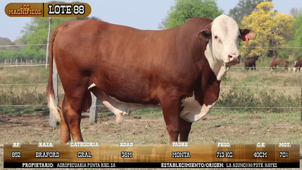 Lote LOTE 88