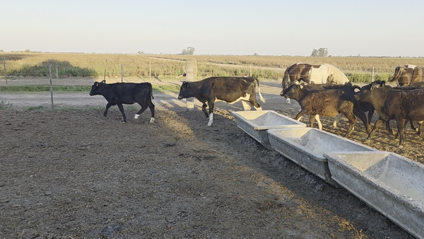 Lote 19 Terneros Cruza en Col. Valtelina, Córdoba