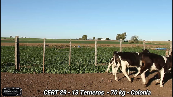 Lote 13 Terneros en Colonia