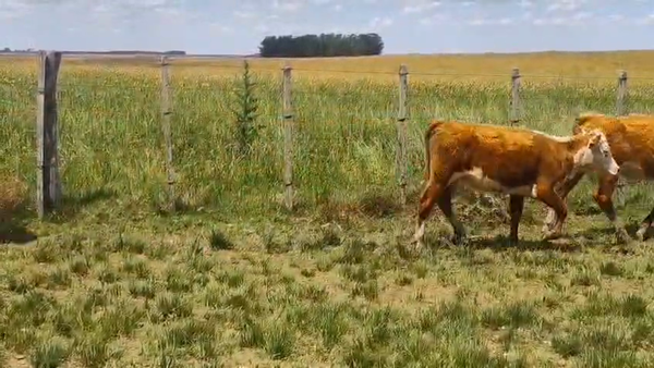 Lote 23 Terneras, San José