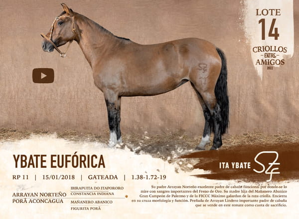 Lote YBATE EUFORICA RP 11