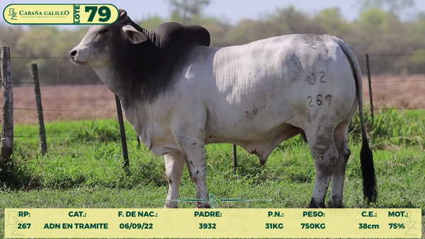 Lote LOTE 79