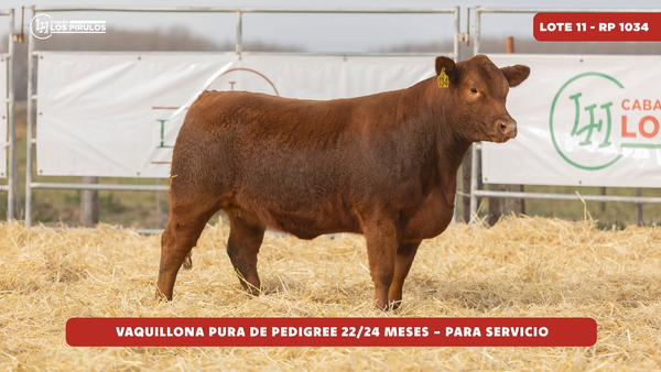 Lote VAQUILLONA PURA DE PEDIGREE - 22/24 meses - sin servicio