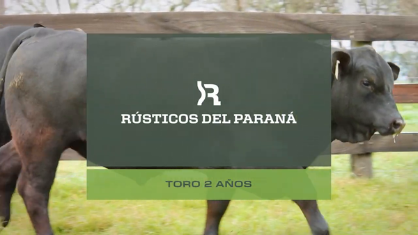 Lote Toros