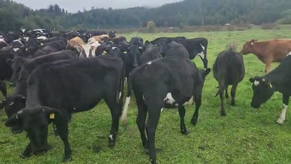 Lote 60 Ternera en Lanco, XIV Región Los Ríos