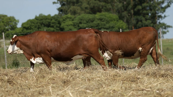 Lote Vaquilla Preñada