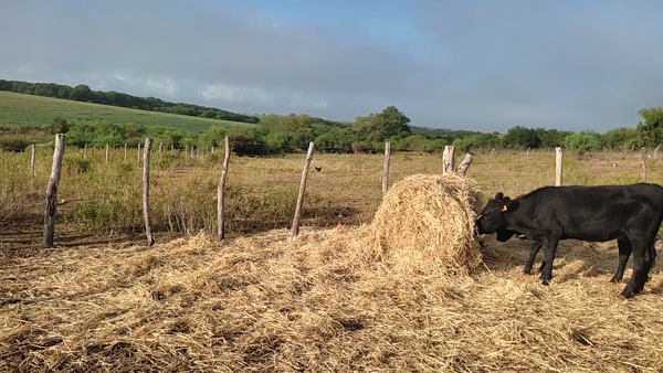Lote 14 Terneros y Terneras en Agraciada, Colonia