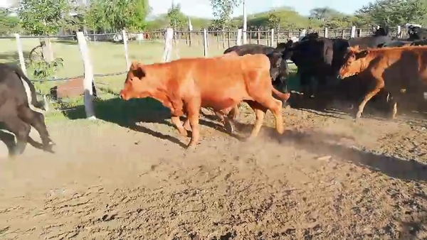 Lote 75 Terneros en Federal, Entre Ríos