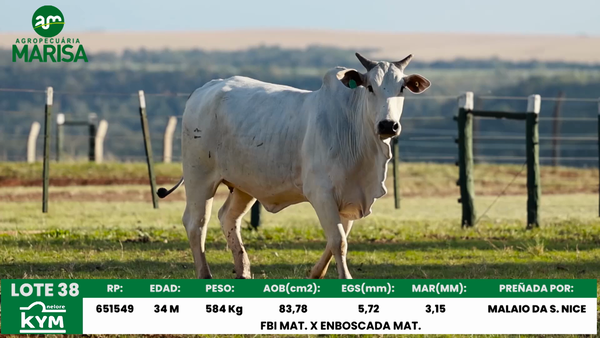 Lote Lote 38