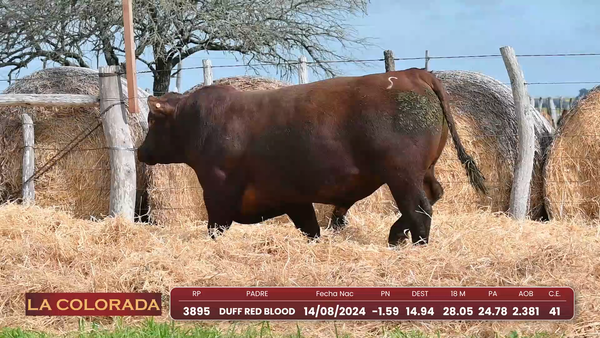 Lote Angus Morixe Coloradas