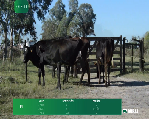 Lote VACAS EN PRODUCCIÓN KIWI