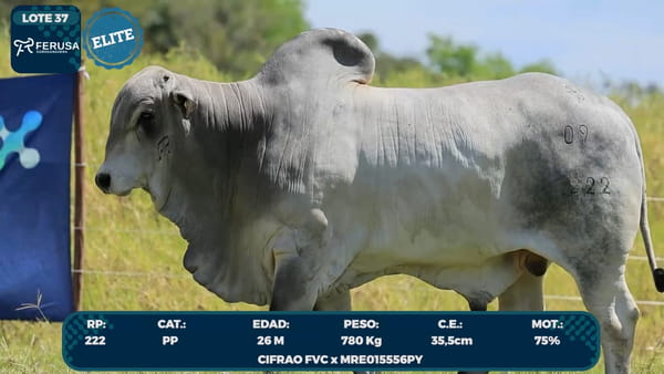 Lote LOTE 37-ELITE