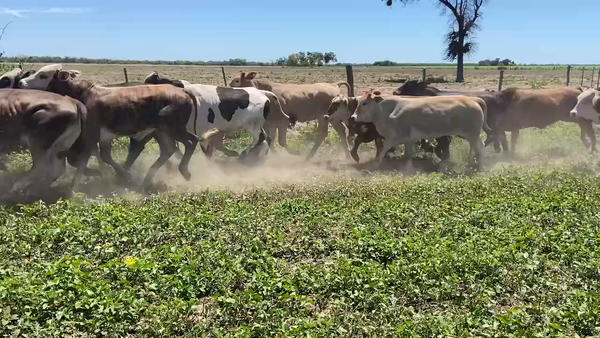 Lote 170 Novillitos en Ibarreta, Formosa