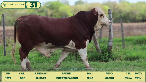 Lote LOTE 31