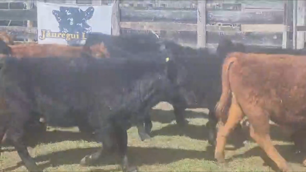 Lote 50 Terneros