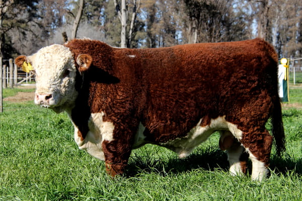Lote Toro PP