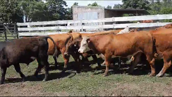 Lote 43 Terneros