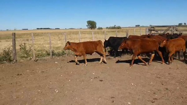 Lote 15 Terneros en Olavarría
