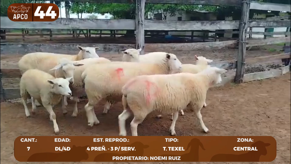 Lote LOTE 44 -POR PANTALLA