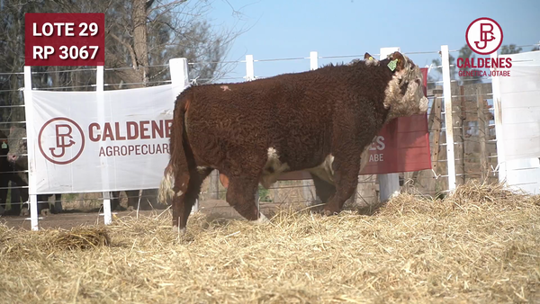 Lote Toro s/