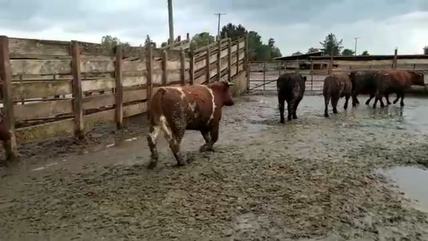 Lote 20 Novillo Gordo en Los Ángeles, VIII Región Biobío