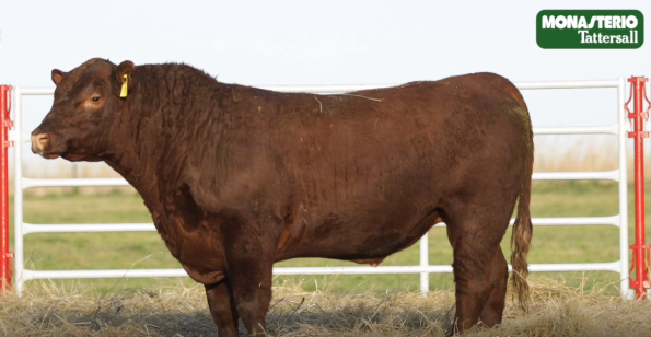 Lote TOROS GENERALES, CONTROLADOS Y REGISTRADOS