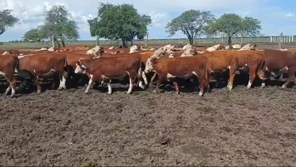 Lote 60 Novillitos en Entre Ríos, Villaguay