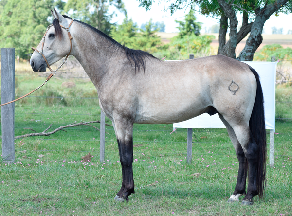 Lote MILAN SAN TELMO