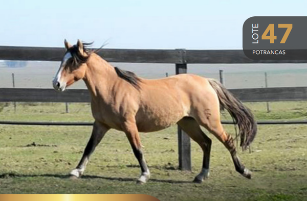 Lote Aquerenciada Camandulera
