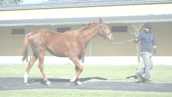 Lote EXCHANGE TRIGGER (COSMIC TRIGGER - LA AHIJADA)
