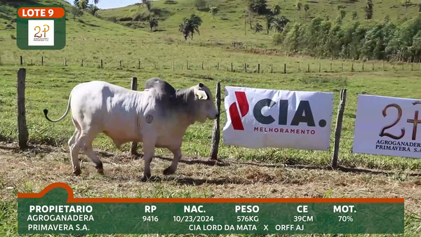 Lote 2P PRIMAVERA