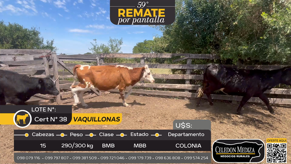 Lote 15 Vaquillonas  en Otra Localidad, Colonia