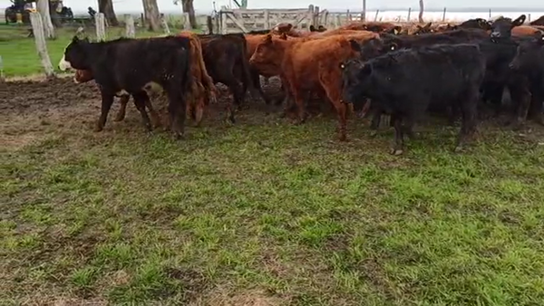 Lote 37 Terneros en Entre Ríos, Villaguay