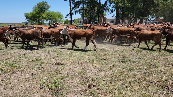 Lote 70 Vaquillonas P/ entorar en Esquina, Corrientes