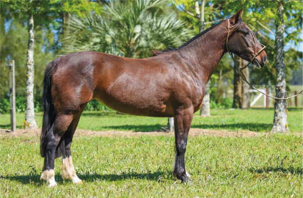 Lote El Gavilán Nube Blanca (RP 455) Cabaña "El Gavilán"