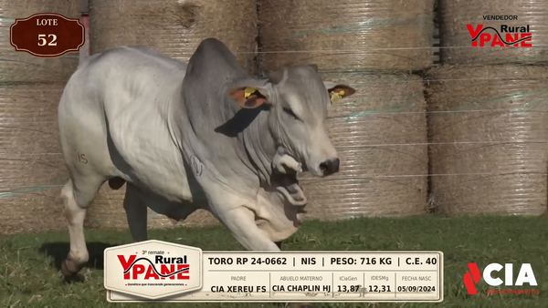 Lote Lote 52