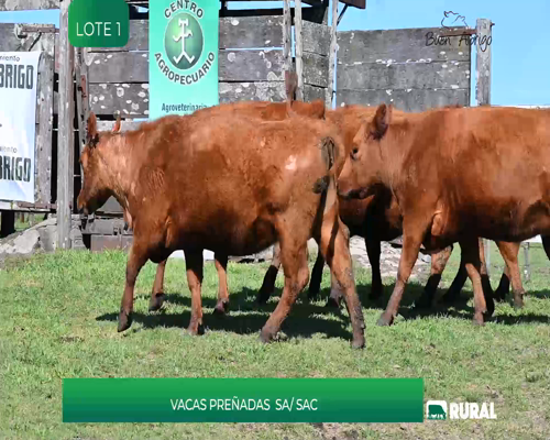 Lote VACAS PREÑADAS