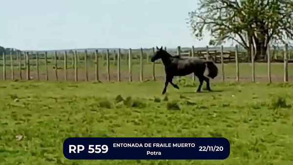 Lote ENTONADA DE FRAILE MUERTO