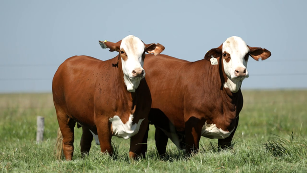 Lote Vaquilla Preñada