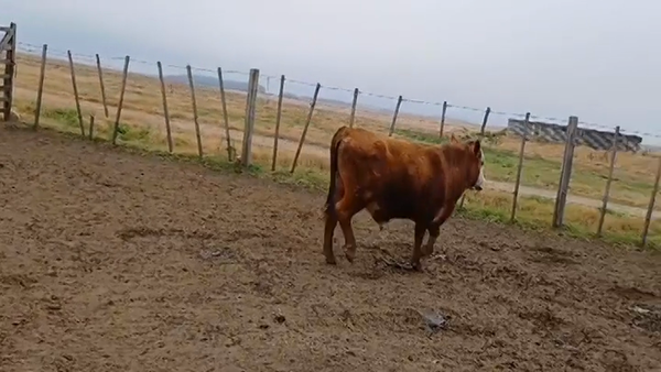 Lote (Vendido)Toros ANGUS/ HEREFORD 300kg -  en SAN SALVADOR